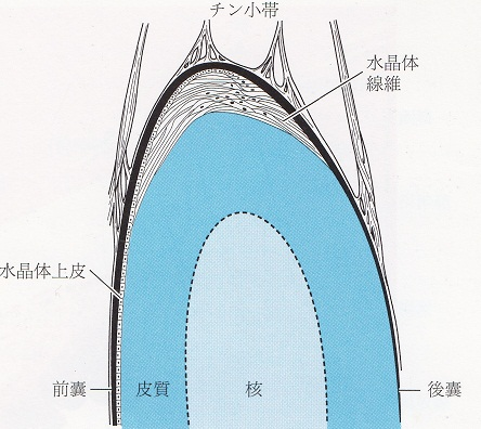 白内障 よくある目の病気 62 京橋クリニック眼科 大阪市都島区京橋駅前の眼科専門のクリニック