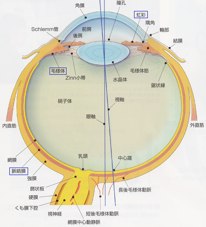 SCN_0026眼の構造 眼でみる眼疾患引用